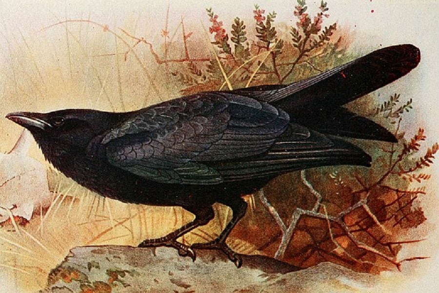 morrigan-and-ravens