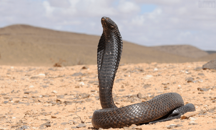 egyptian-cobra