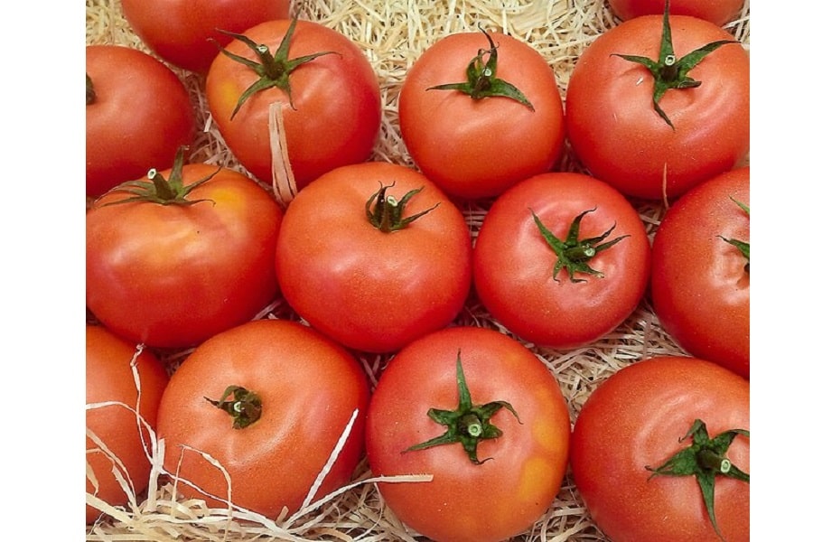 origin-of-tomatoes-red-tomatoes
